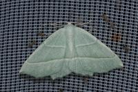 Campaea margaritaria