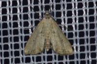 Cataclysta lemnata