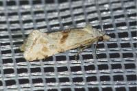 Cochylimorpha straminea