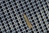Coleophora