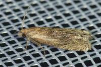 Eucosma cana