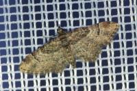 Gymnoscelis rufifasciata