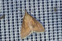 Nascia cilialis
