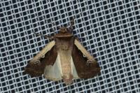Ochropleura plecta