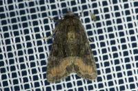 Oligia