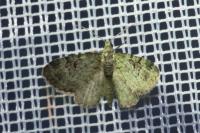 Pasiphila rectangulata