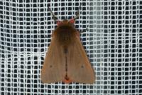 Phragmatobia fuliginosa