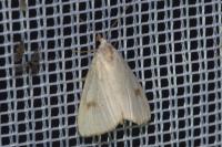 Rivula sericealis