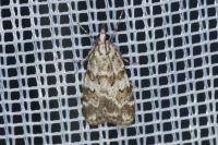 Scoparia pyralella