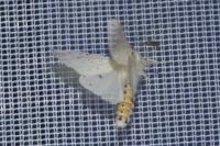 Spilosoma lubricipeda