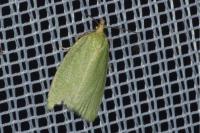 Tortrix viridana