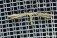 Adaina microdactyla