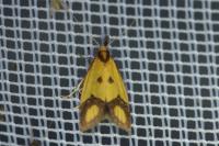 Agapeta zoegana