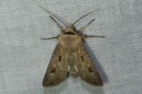 Agrotis exclamationis