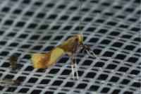 Caloptilia