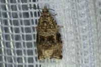 Celypha lacunana