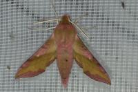Deilephila porcellus