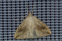 Evergestis forficalis