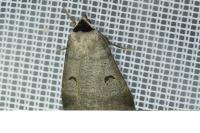 Lygephila pastinum