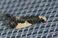 Monopis monachella