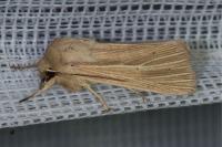 Mythimna impura