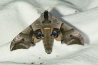 Smerinthus ocellatus