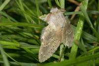 Stauropus fagi