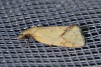 Agapeta hamana