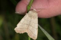 Charanyca trigrammica
