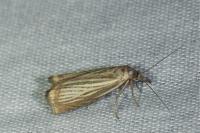 Chrysoteuchia culmella