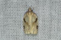 Clepsis spectrana