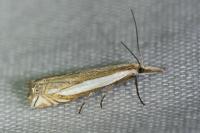 Crambus pascuella