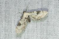 Eupithecia centaureata
