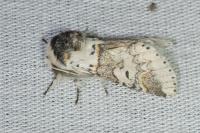 Furcula furcula