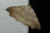 Laspeyria flexula
