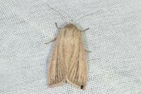Mythimna pudorina