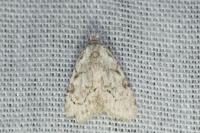 Nola confusalis