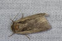 Ochropleura plecta