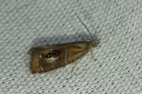 Olethreutes arcuella