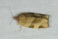 Pandemis cerasana