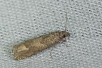 Pelochrista caecimaculana