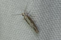Plutella xylostella