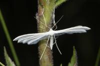 Pterophorus pentadactylus