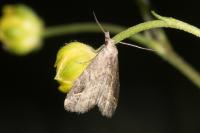 Schrankia costaestrigalis