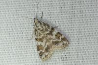 Scoparia pyralella