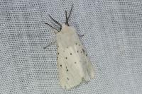 Spilosoma lubricipeda