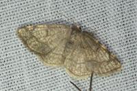 Stegania trimaculata