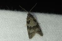 Cnephasia