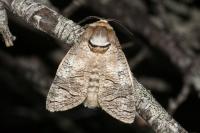 Cossus cossus