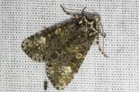 Craniophora ligustri